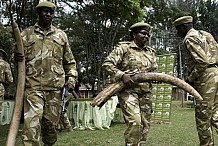 Commerce illégal d'ivoires: Interpol fait une descente musclée à Koumassi